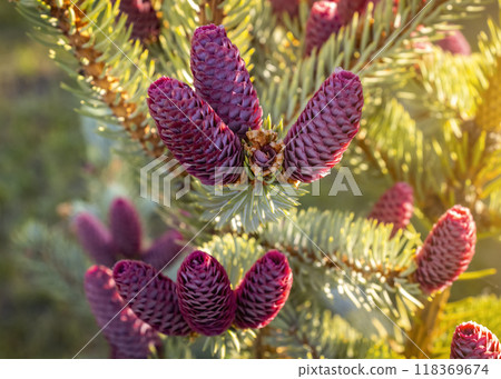Fir tree with red cones 118369674