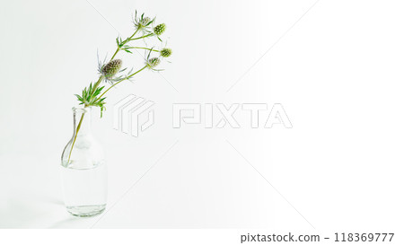 Green plant background Eryngium Natural 118369777