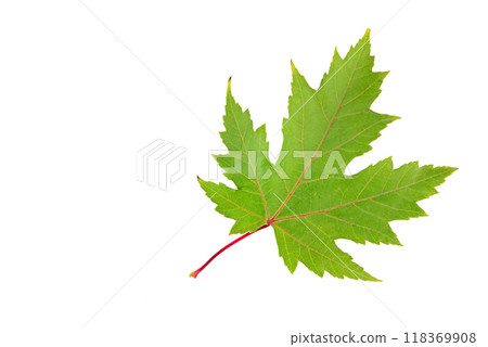 Green maple leaf isolated on white. Free space for text. Green maple leaf isolated on white. Free space for text. 118369908
