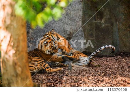 critically endangered Sumatran tiger 118370606
