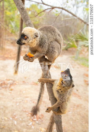 Common brown lemur (Eulemur fulvus) with orange eyes. 118370607