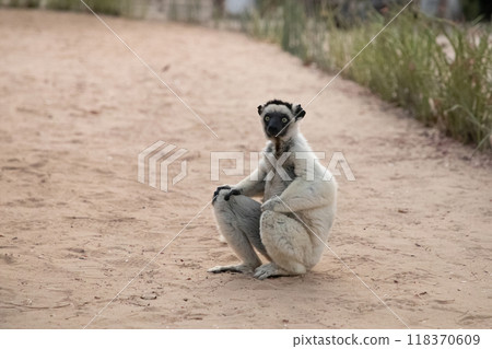 Verreaux's white sifaka with dark head Madagascar island fauna. 118370609