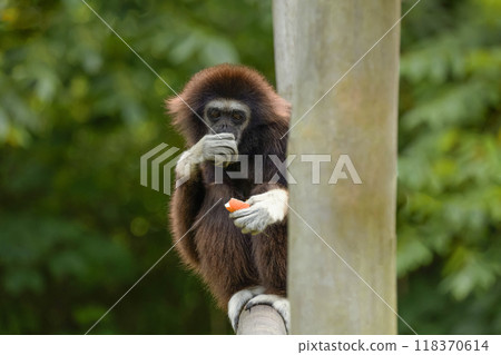 lar gibbon white-handed gibbon, an endangered primate in the gibbon family lar gibbon white-handed gibbon, an endangered primate in the gibbon family 118370614