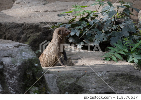 Banded Mongoose, group with baby, Mungos mungo Banded Mongoose, group with baby, Mungos mungo 118370617