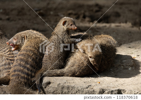 Banded Mongoose, group with baby, Mungos mungo 118370618