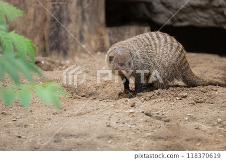 Banded Mongoose, group with baby, Mungos mungo 118370619