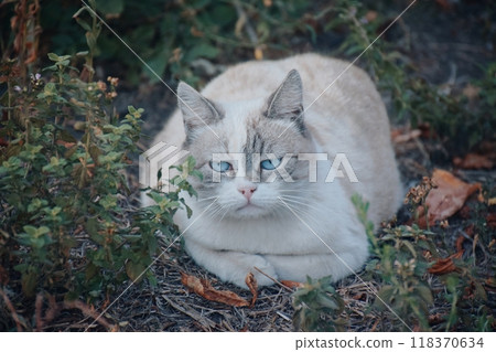 Cats are ideal companions for those who appreciate peace and comfort. They can lie on your lap for hours, enjoying your affection and warmth. Cats are ideal companions for those who appreciate peace and comfort. They can lie on your lap for hours, enjoying your affection and warmth. 118370634