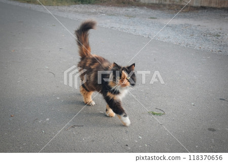 Cats are ideal companions for those who appreciate peace and comfort. They can lie on your lap for hours, enjoying your affection and warmth. 118370656