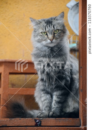 The photo shows a charming cat sitting comfo 118370760
