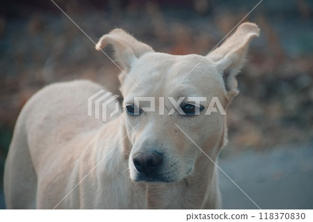 A white dog, like a mint cloud, slowly made 118370830