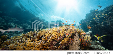 Underwater Tropical Corals Reef with colorful sea fish. Marine life sea world. Tropical colourful underwater seascape. 118370843