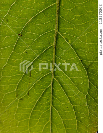 Macro photo of Green Leaf texture, close up. Macro photo of Green Leaf texture, close up. 118370868