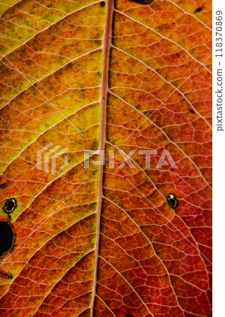 Macro photo of Autumn Foliage. Yellow Leaf Texture Close Up. 118370869