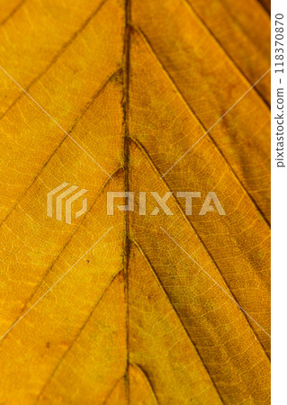 Macro photo of Autumn Foliage. Yellow Leaf Texture Close Up. Macro photo of Autumn Foliage. Yellow Leaf Texture Close Up. 118370870