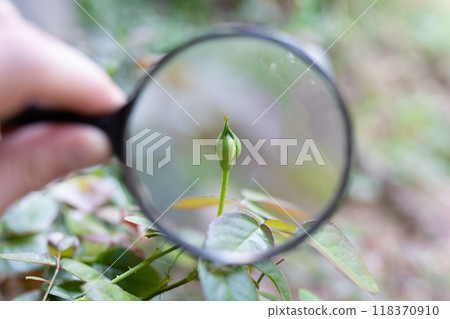 Magnifying a rose bud with a magnifying glass Magnifying a rose bud with a magnifying glass 118370910