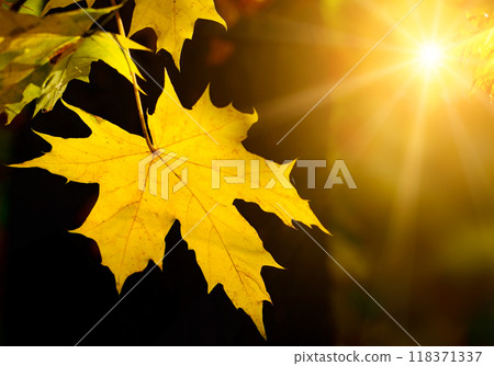 Autumn maple leaf in the sun 118371337