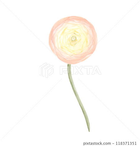 Ranunculus Flower. Watercolor Hand drawn floral illustration in peach colors isolated on white background. Botanical art for invitations, cards, wedding stationery. 118371351