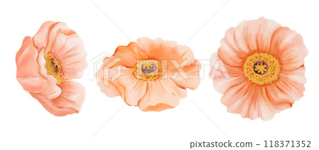 Iceland orange Poppy flowers, Side and Top views isolated on white background. Watercolor hand drawn illustration. Botanical design elements for cards, invitations, packaging prints. 118371352