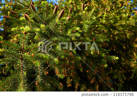 Blooming young pine tree with delicate buds of cones Blooming young pine tree with delicate buds of cones 118371786
