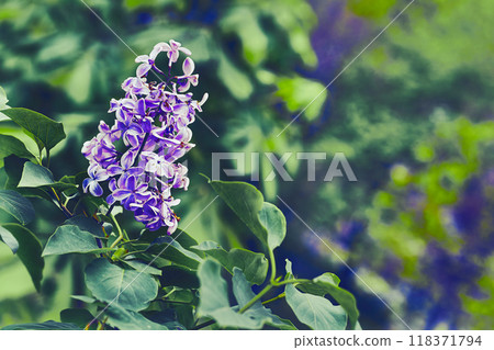 Nice branch of pink purple lilac in the garden park. Love and tenderness 118371794
