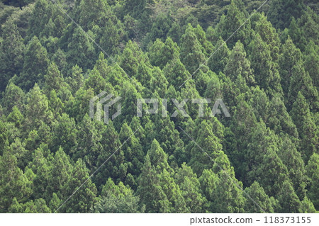 美麗的綠色森林風光 118373155
