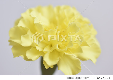 Marigold Marigold 118373293