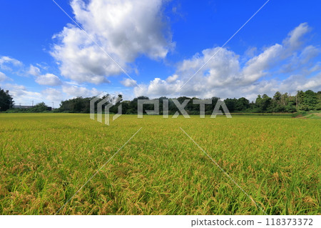 Blue sky and golden shining rice Blue sky and golden shining rice 118373372