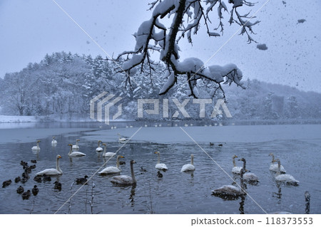 Swan in Oike Swan in Oike 118373553