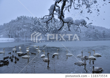 Swan in Oike Swan in Oike 118373554