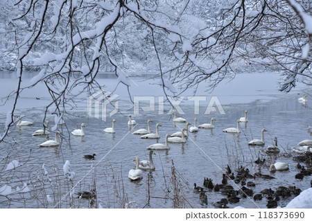 Swan in Oike 118373690