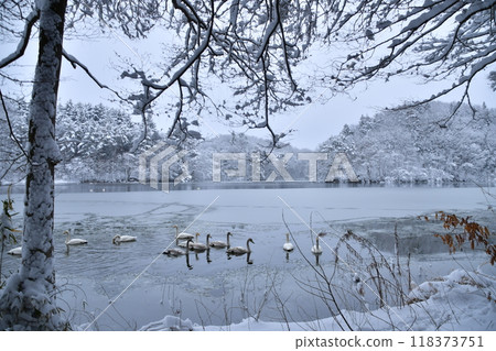 Swan in Oike Swan in Oike 118373751
