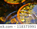 Autumn leaves floating on the surface of the water 118373991