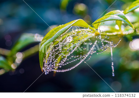 Leaves and spider webs shining in the morning sun Leaves and spider webs shining in the morning sun 118374132