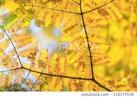 The beauty of the leaves 118374536