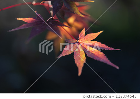 葉子的美麗 118374545