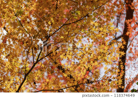 The beauty of leaves 118374649