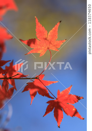 The beauty of leaves The beauty of leaves 118374650