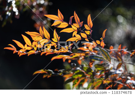 The beauty of leaves 118374678