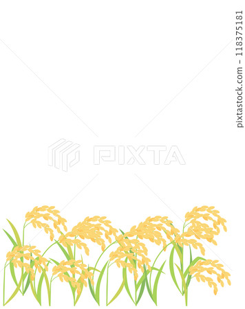 Illustration of ripe rice and ears of rice (vertical version) Illustration of ripe rice and ears of rice (vertical version) 118375181