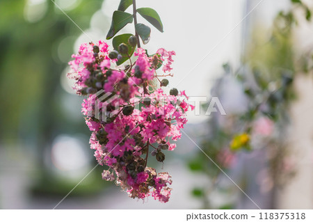 Autumn flowers September October November Autumn flowers September October November 118375318