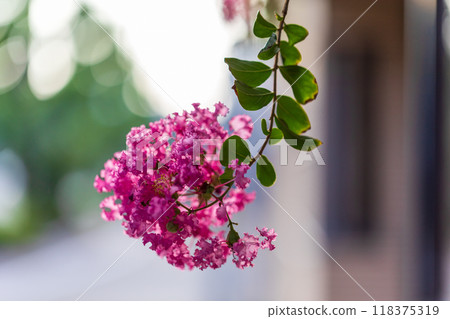 Autumn flowers September October November Autumn flowers September October November 118375319