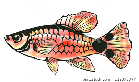 米老鼠 Platy 的剪紙插圖,帶有超可愛的米老鼠尾鰭圖案 米老鼠 Platy 的剪紙插圖,帶有超可愛的米老鼠尾鰭圖案 118375377