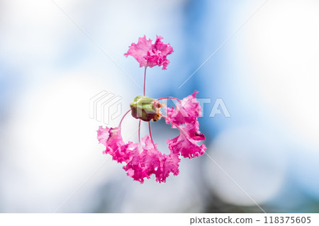 Lily of flowers Lily of flowers 118375605
