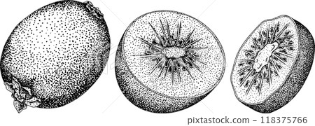 Vector hand drawn engraving Kiwifruit or Chinese gooseberry, or yangtaosign. Vector hand drawn engraving Kiwifruit or Chinese gooseberry, or yangtaosign. 118375766