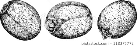 Vector hand drawn engraving Kiwifruit or Chinese gooseberry, or yangtaosign. 118375772