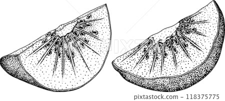 Vector hand drawn engraving Kiwifruit or Chinese gooseberry, or yangtaosign. 118375775