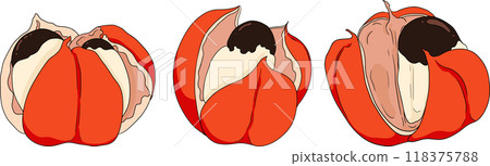 Guarana fruits. Superfood ingredient for energy drink.  118375788