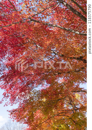 Autumn leaves of maple Autumn leaves of maple 118375790