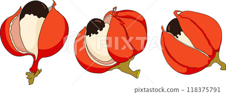 Guarana fruits. Superfood ingredient for energy drink. Guarana fruits. Superfood ingredient for energy drink. 118375791