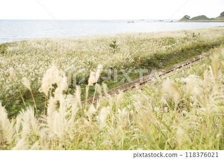 Gono Line tracks and silver grass Gono Line tracks and silver grass 118376021